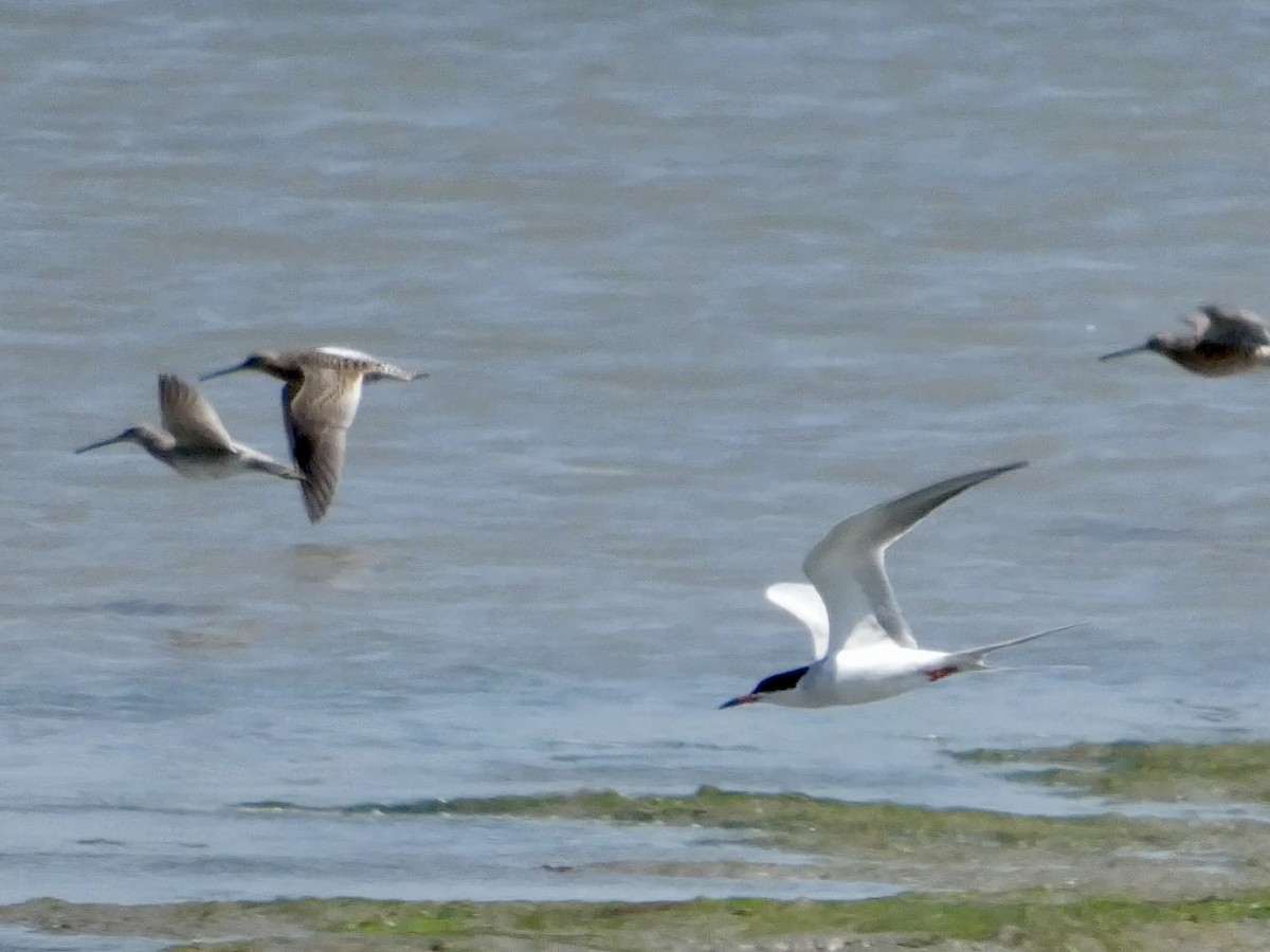 Forster's Tern - ML635207985