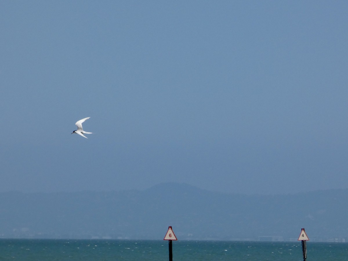 Forster's Tern - ML635207986