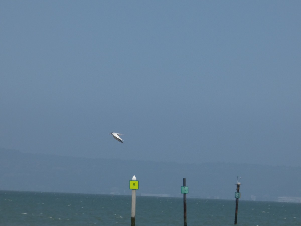 Forster's Tern - ML635207987
