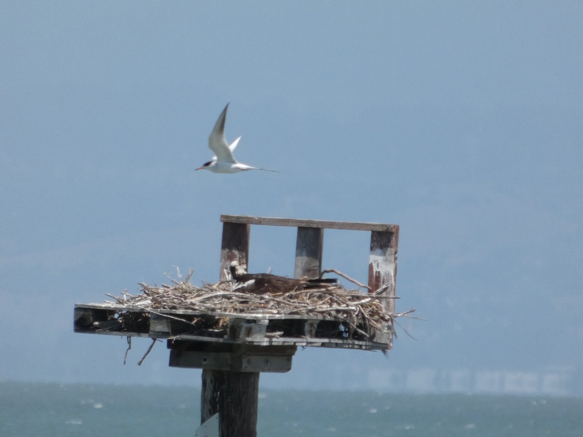 Forster's Tern - ML635207988