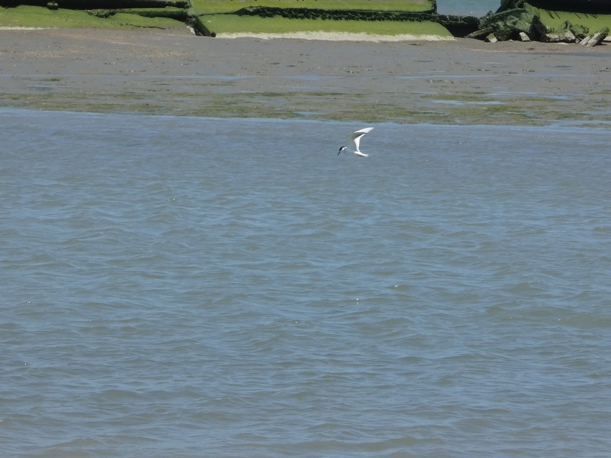 Forster's Tern - ML635207991
