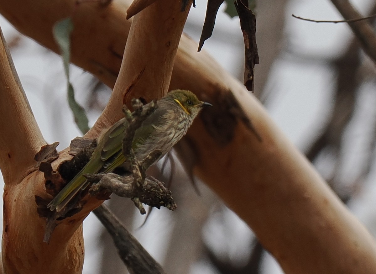 Yellow-plumed Honeyeater - ML635208085