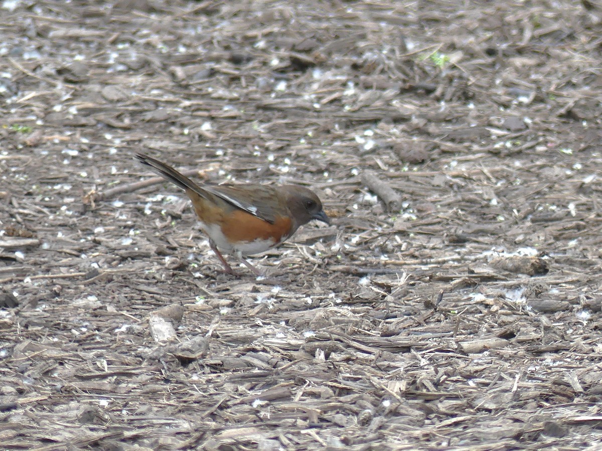 Eastern Towhee - ML635208378