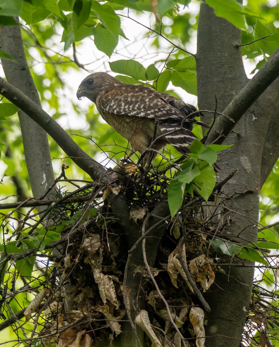 Red-shouldered Hawk - ML635208514