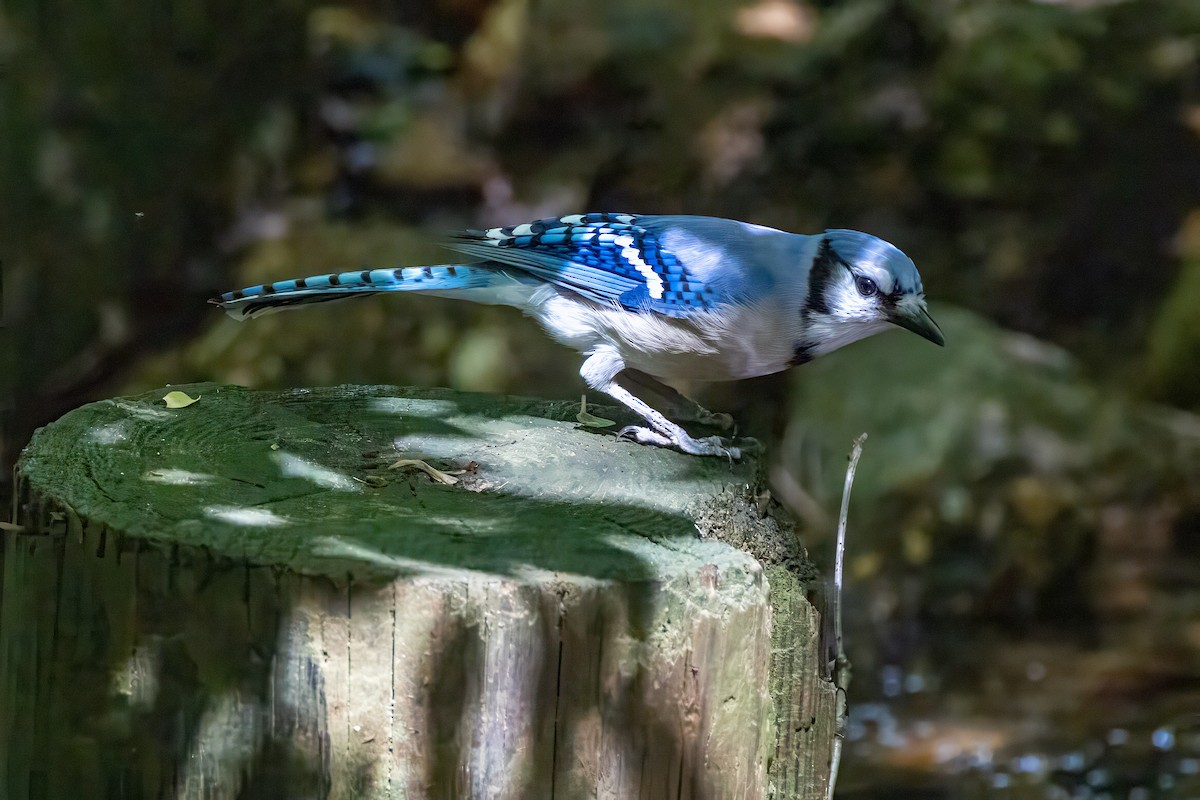 Blue Jay - ML635208533