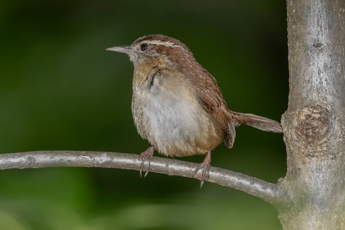 Carolina Wren - ML635208541