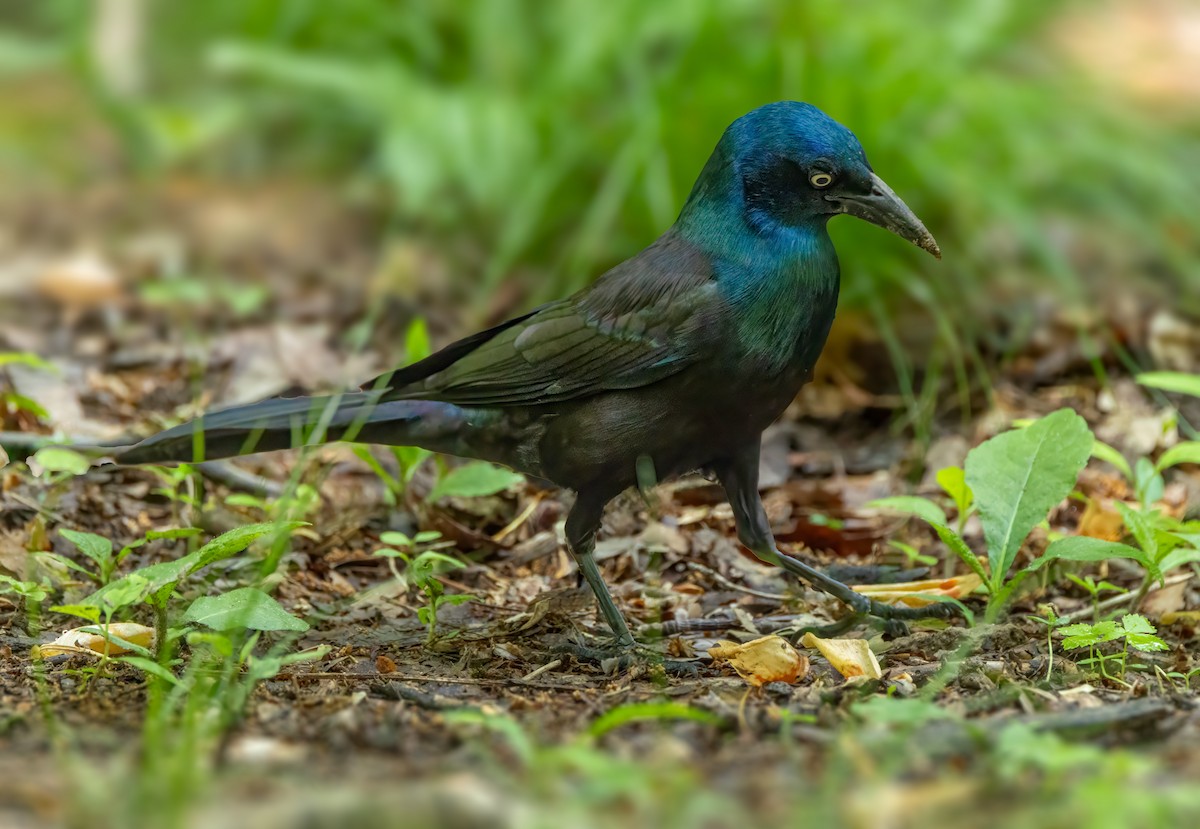 Common Grackle - ML635208582