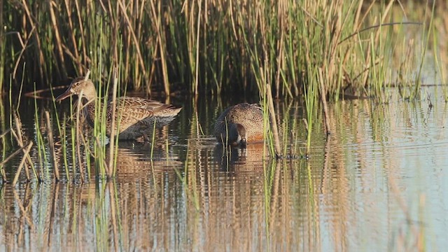 Blue-winged Teal - ML635208845