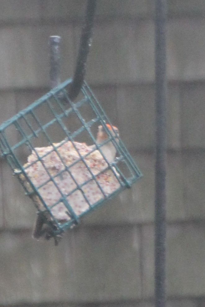 Red-bellied Woodpecker - ML635208861