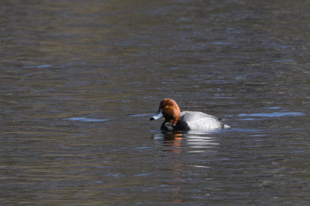 Redhead - ML635208920