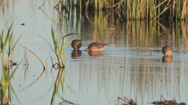 Bécassin à long bec - ML635208990