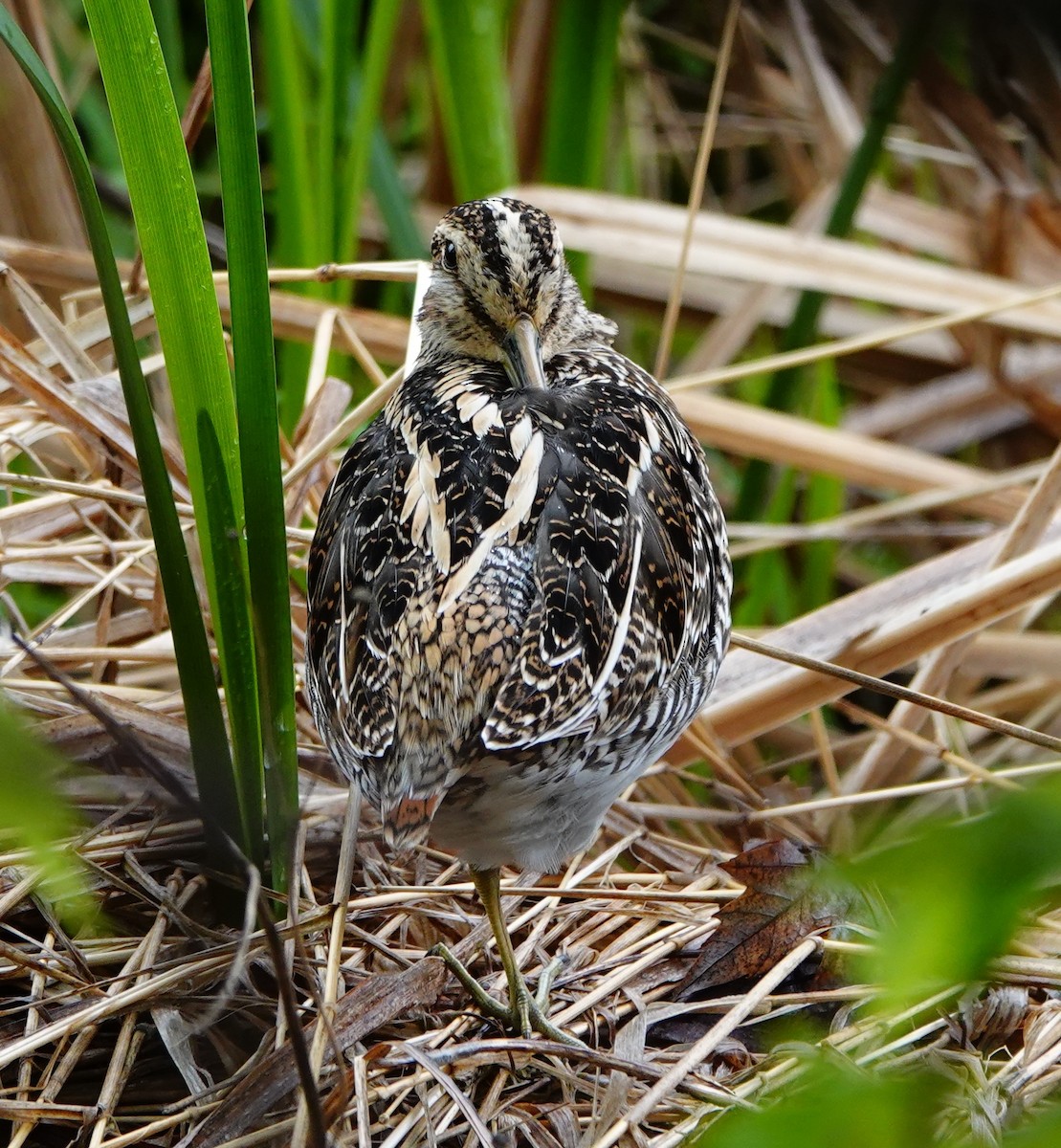 Wilson's Snipe - ML635209035