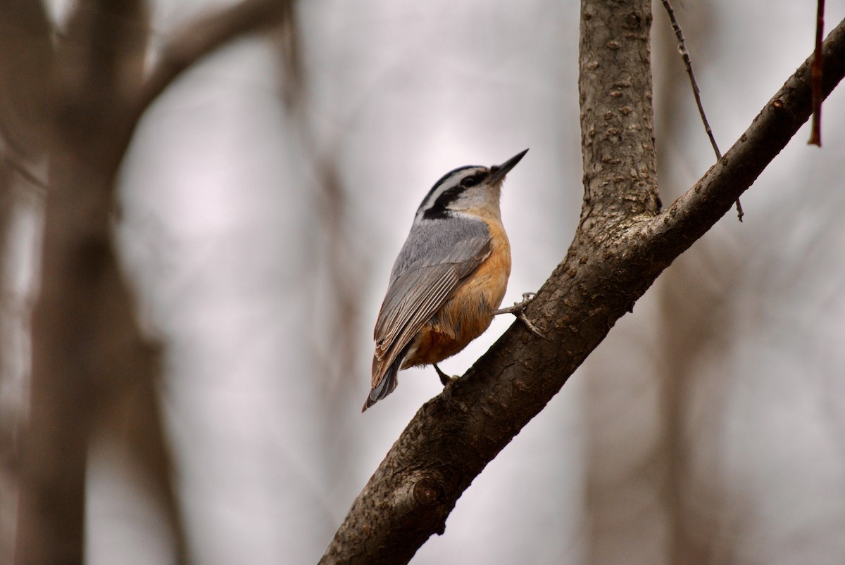 Red-breasted Nuthatch - ML635209150
