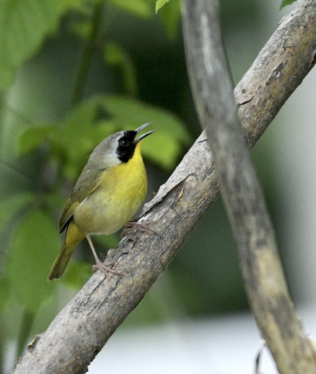 Common Yellowthroat - ML635209179