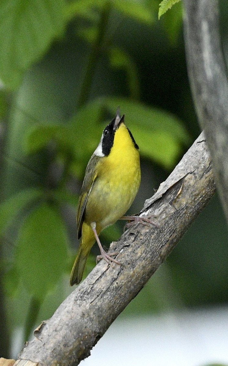 Common Yellowthroat - ML635209184