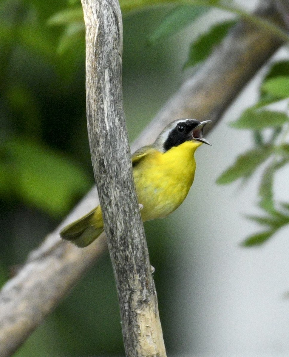 Common Yellowthroat - ML635209188
