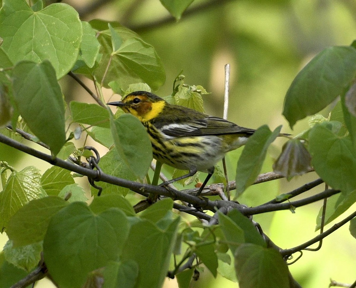 Cape May Warbler - ML635209198