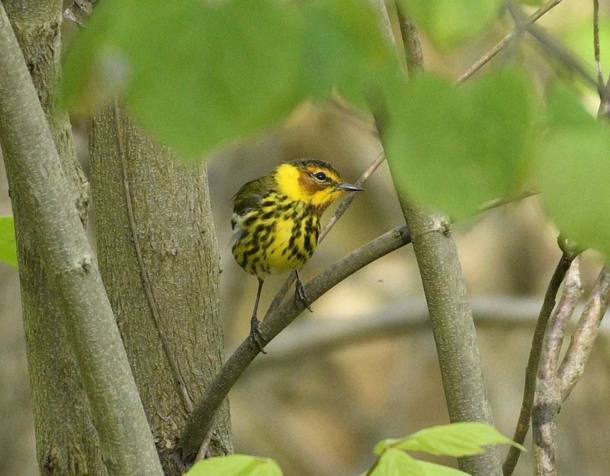 Cape May Warbler - ML635209200