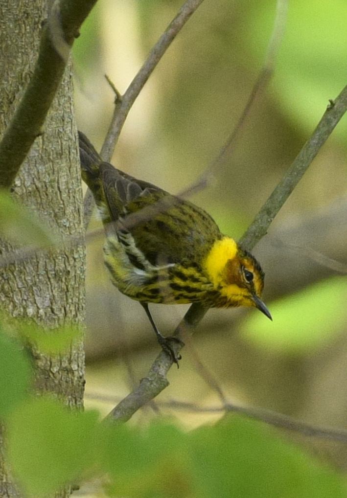 Cape May Warbler - ML635209206