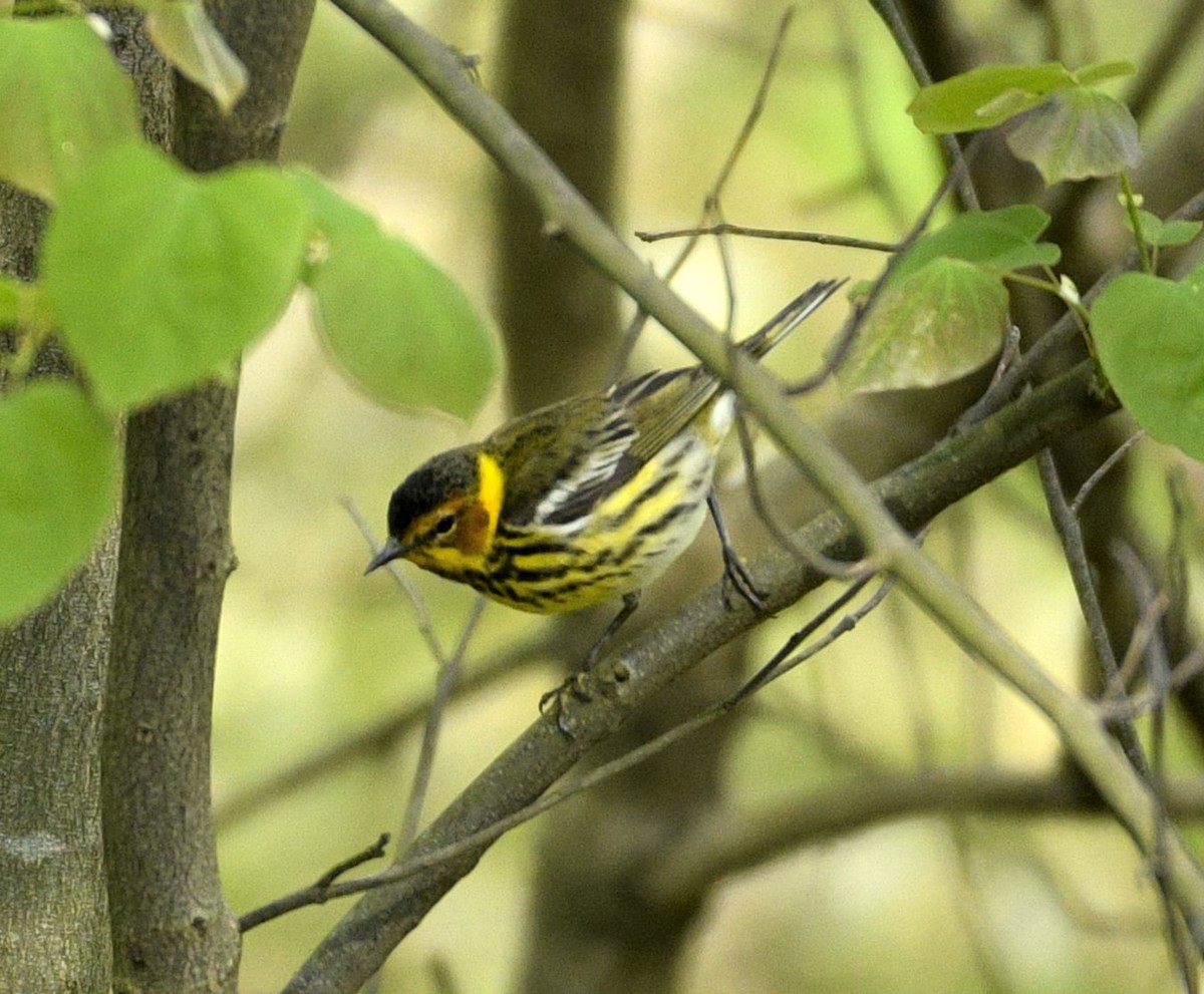 Cape May Warbler - ML635209208