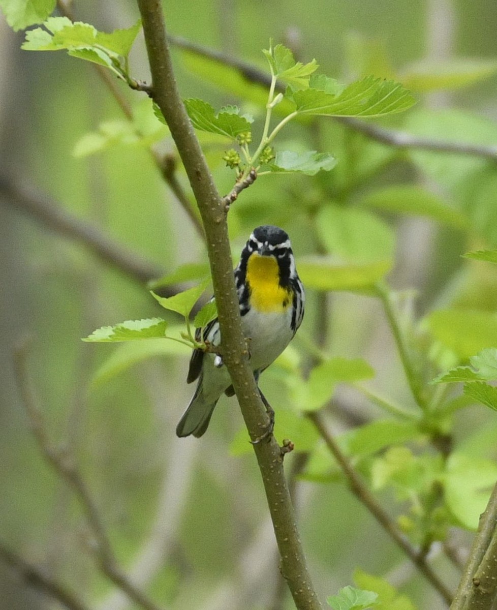 Yellow-throated Warbler - ML635209220