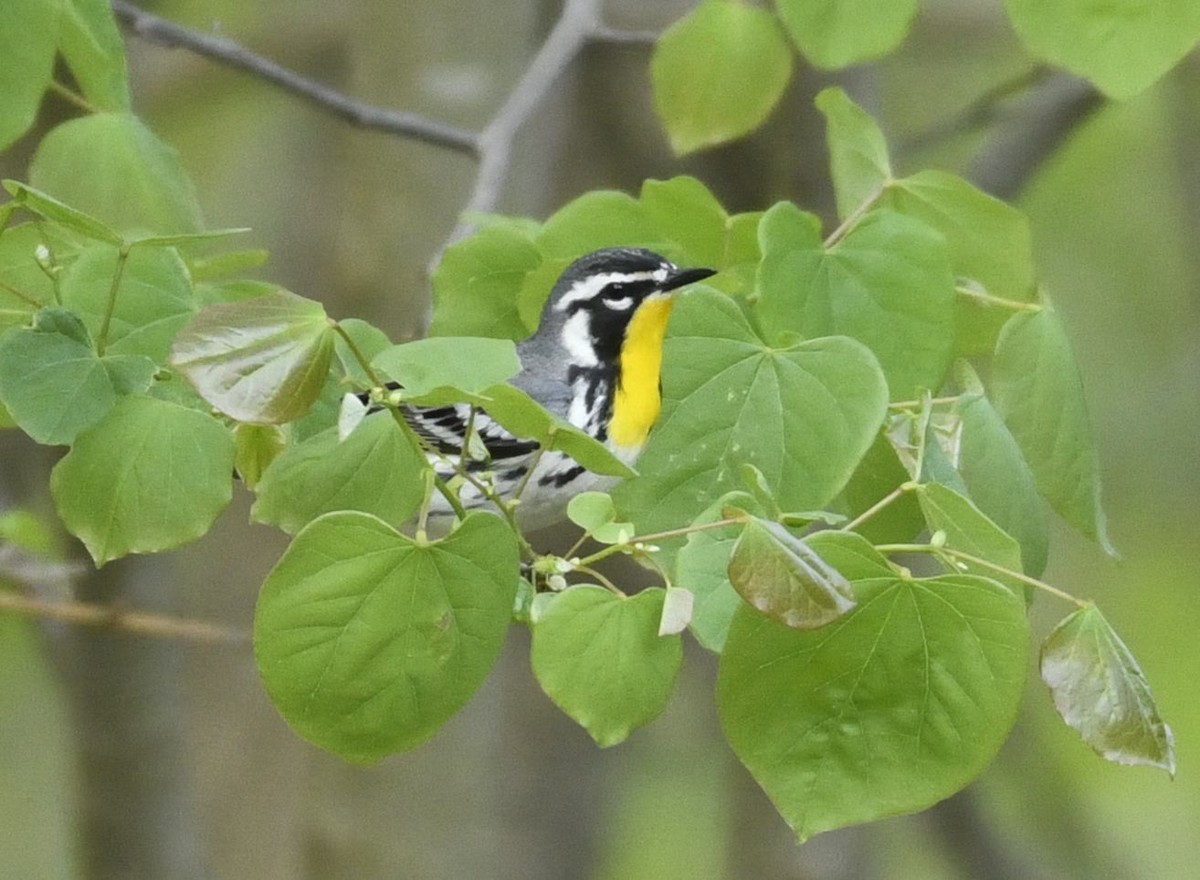 Yellow-throated Warbler - ML635209226