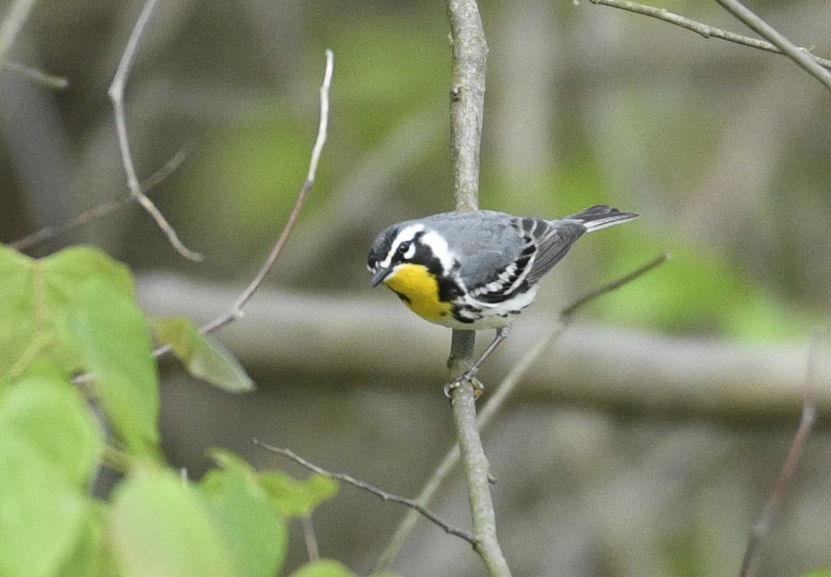 Yellow-throated Warbler - ML635209229