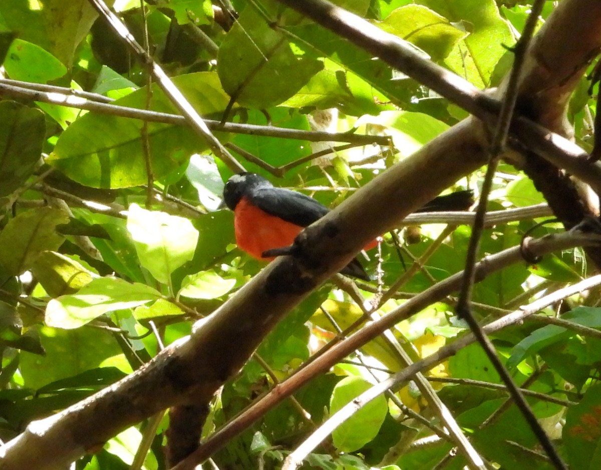 Rose-breasted Chat - ML635209278