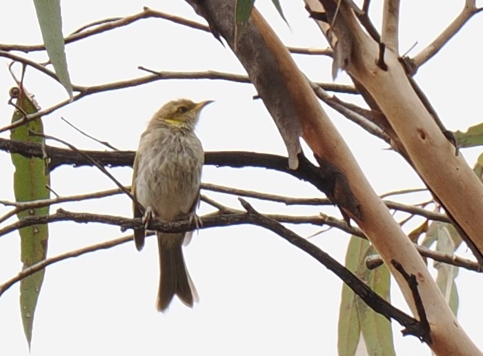 Yellow-plumed Honeyeater - ML635209340