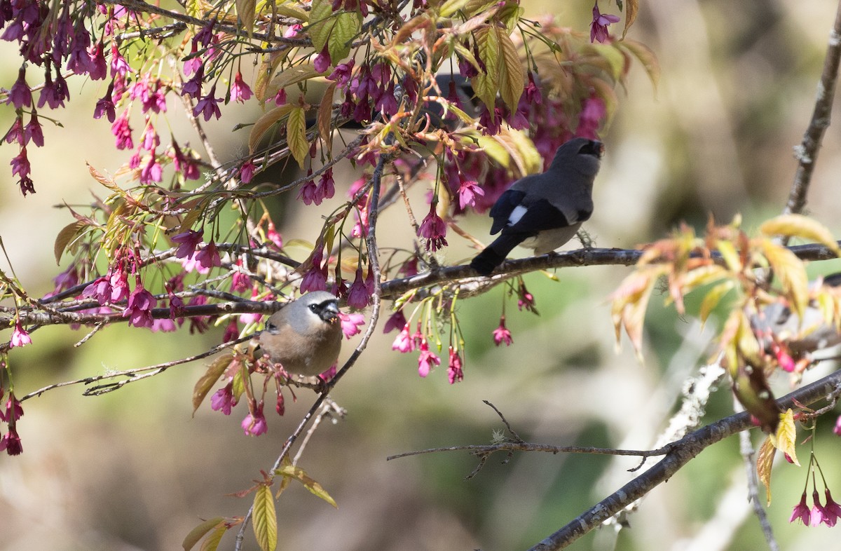Taiwan Bullfinch - ML635209351