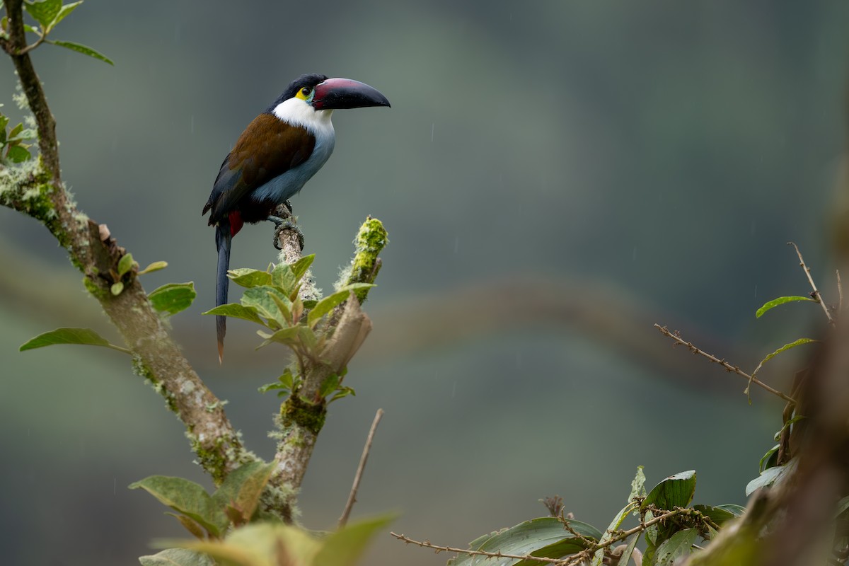 Black-billed Mountain-Toucan - ML635209467
