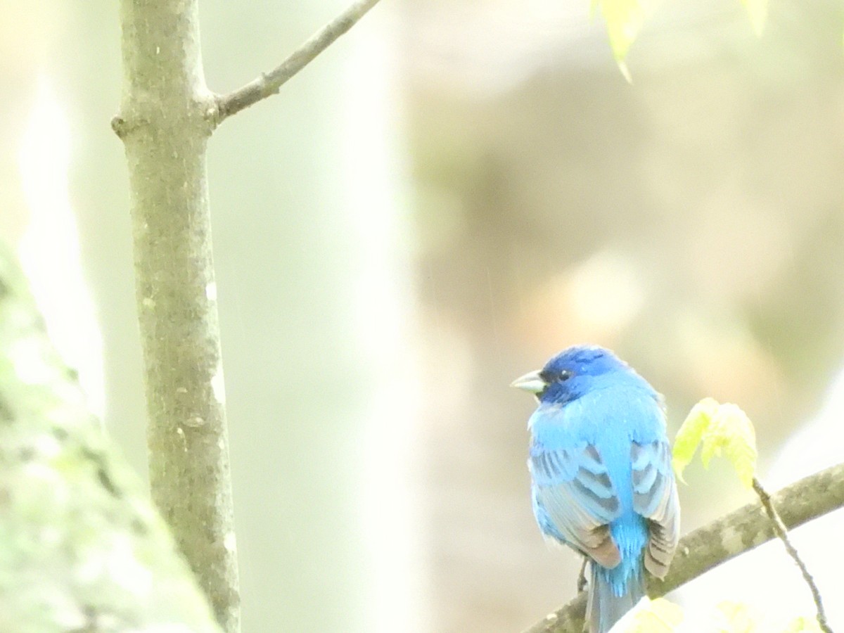 Indigo Bunting - ML635209563