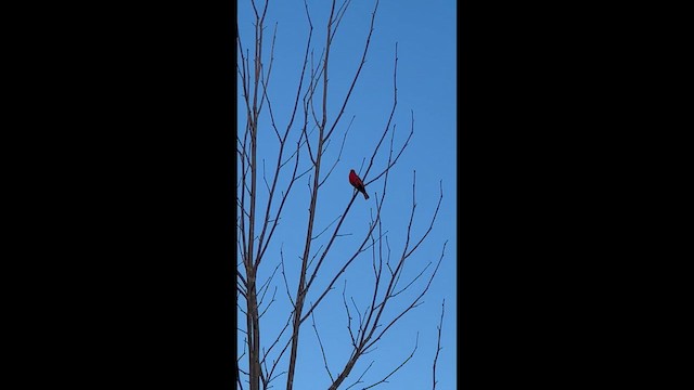 Summer Tanager - ML635209583