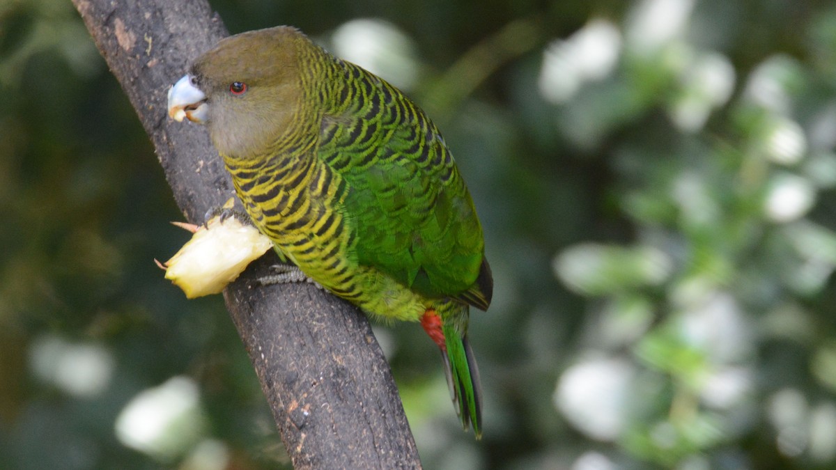 Brehm's Tiger-Parrot - ML635209639