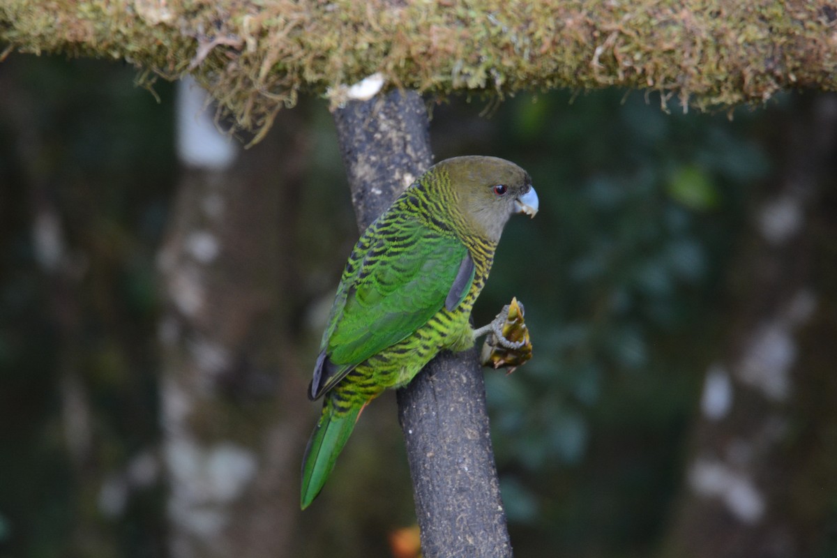 Brehm's Tiger-Parrot - ML635209644