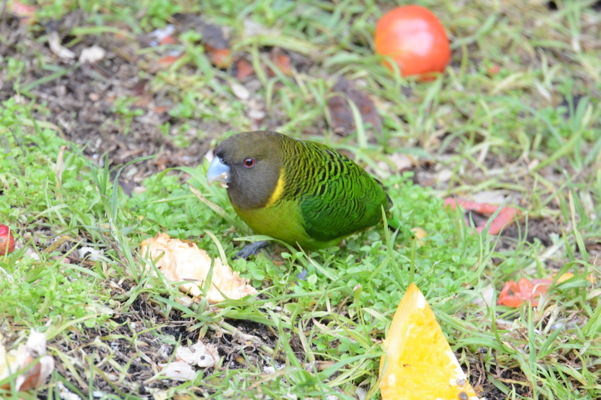 Brehm's Tiger-Parrot - ML635209646