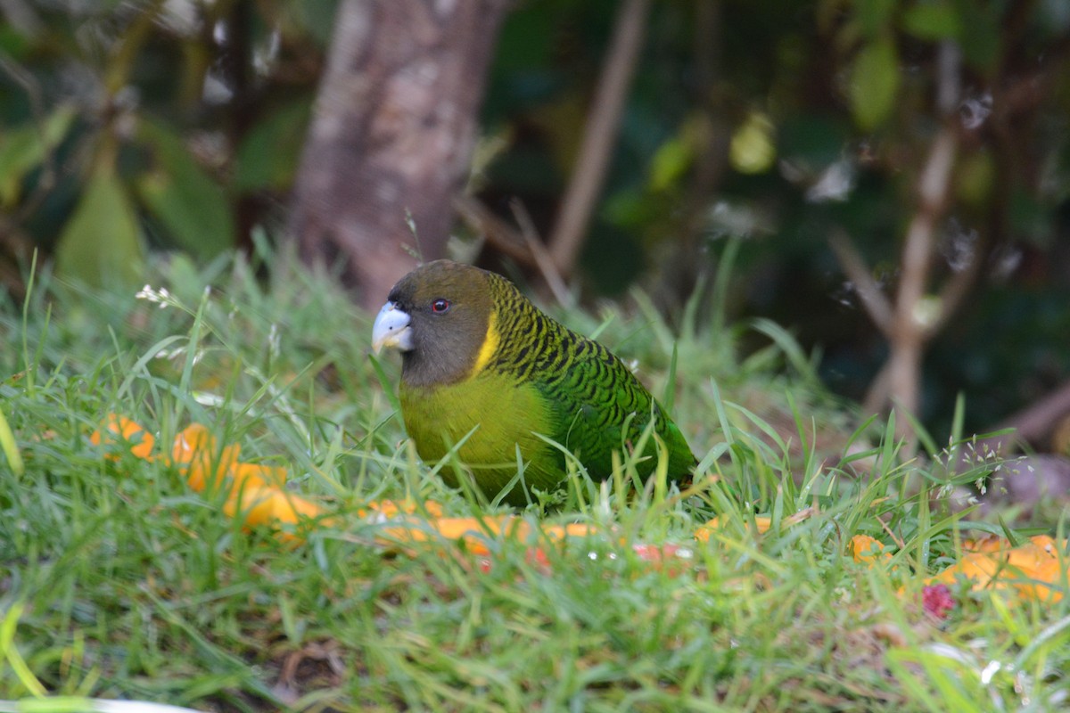 Brehm's Tiger-Parrot - ML635209647