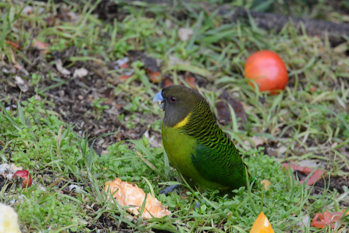 Brehm's Tiger-Parrot - ML635209648