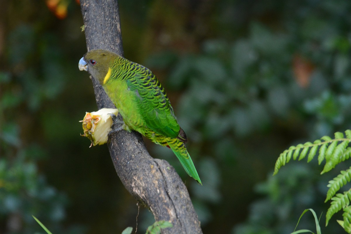 Brehm's Tiger-Parrot - ML635209650
