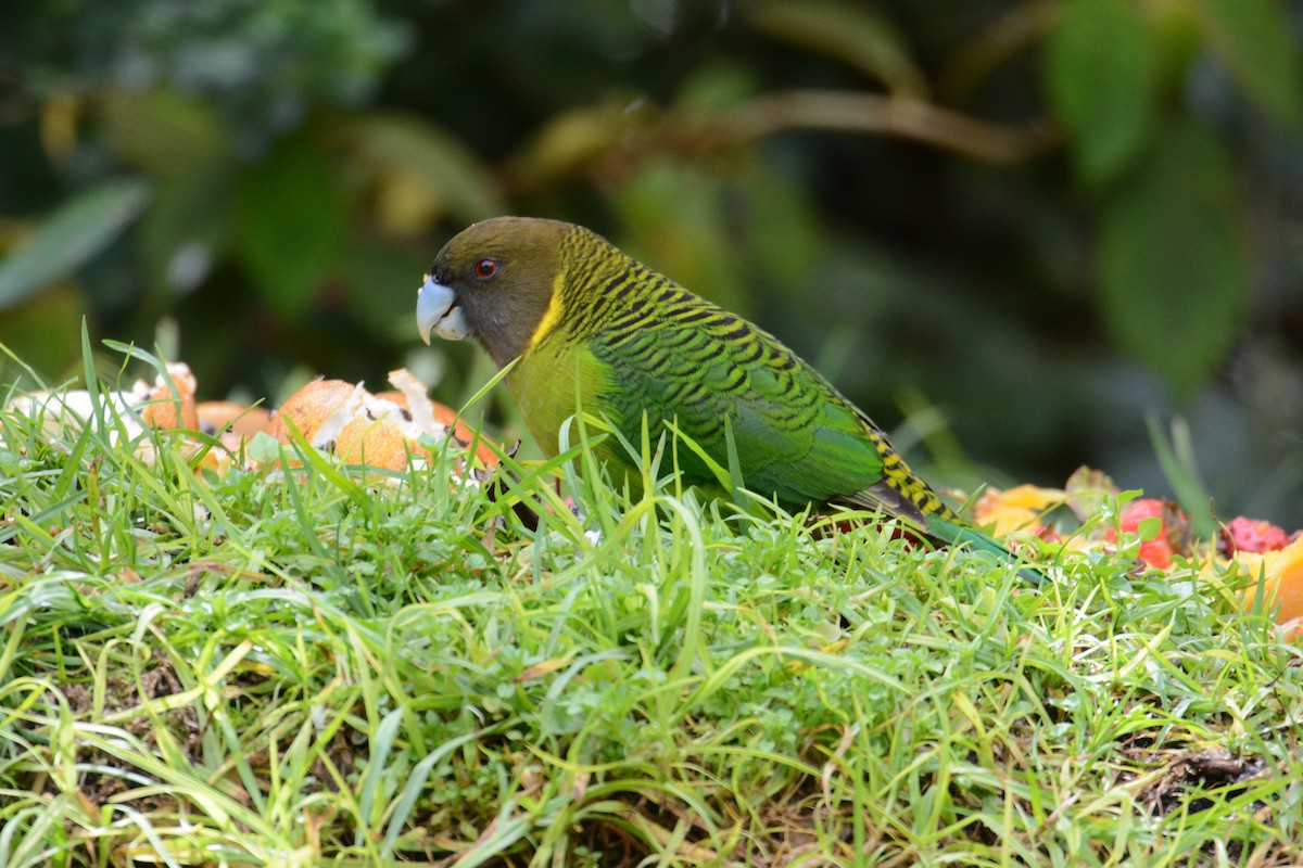 Brehm's Tiger-Parrot - ML635209651