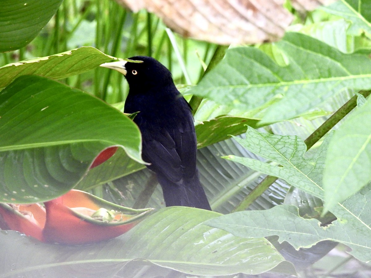 Yellow-billed Cacique - ML635209816