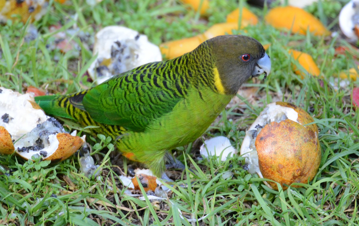 Brehm's Tiger-Parrot - ML635209823