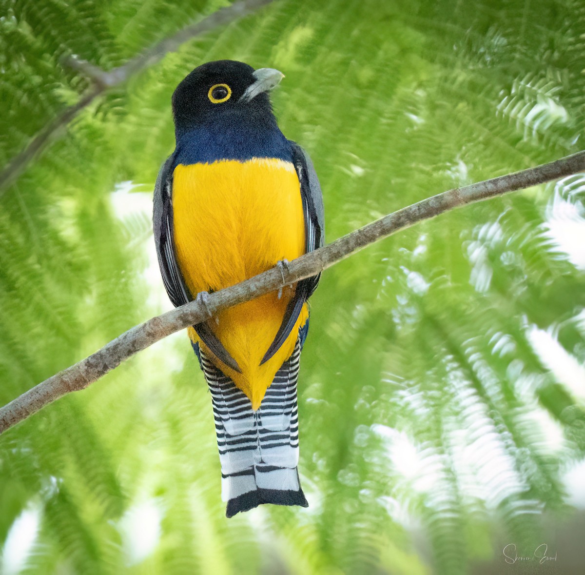 Gartered Trogon - ML635209870