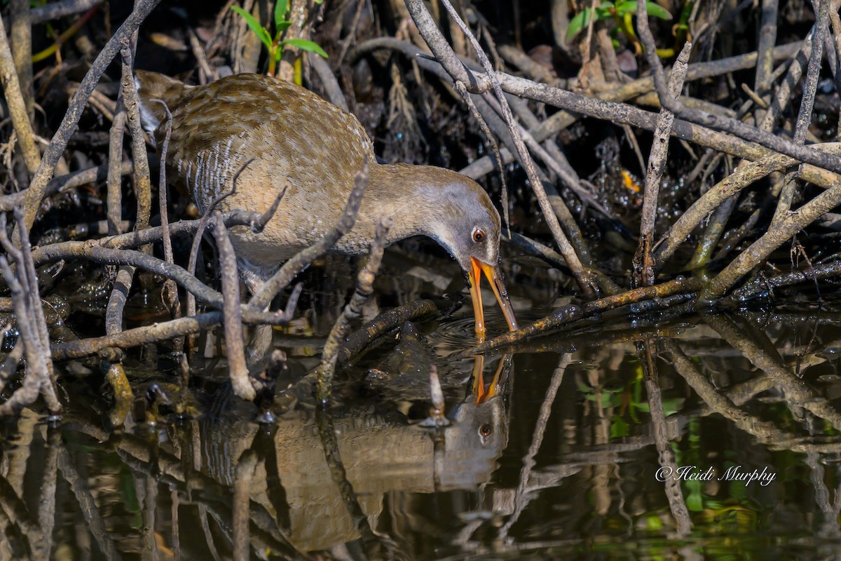 Clapper Rail - ML635209915