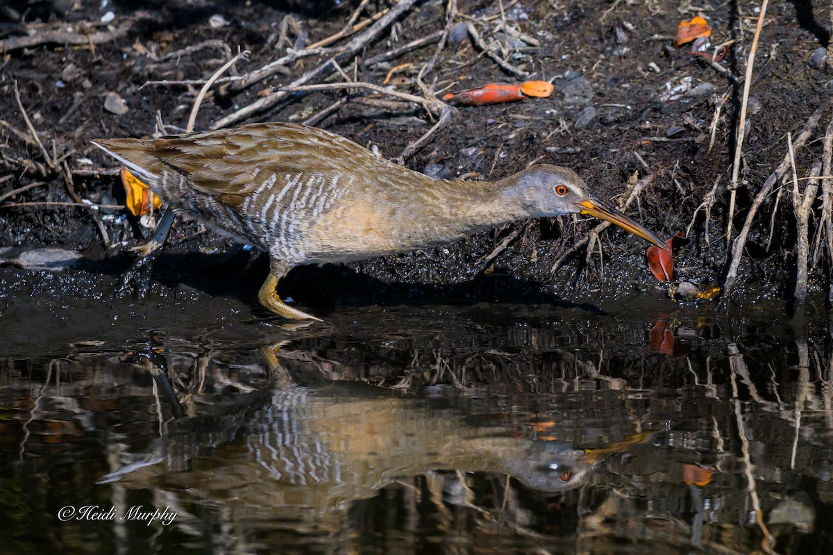 Clapper Rail - ML635209916