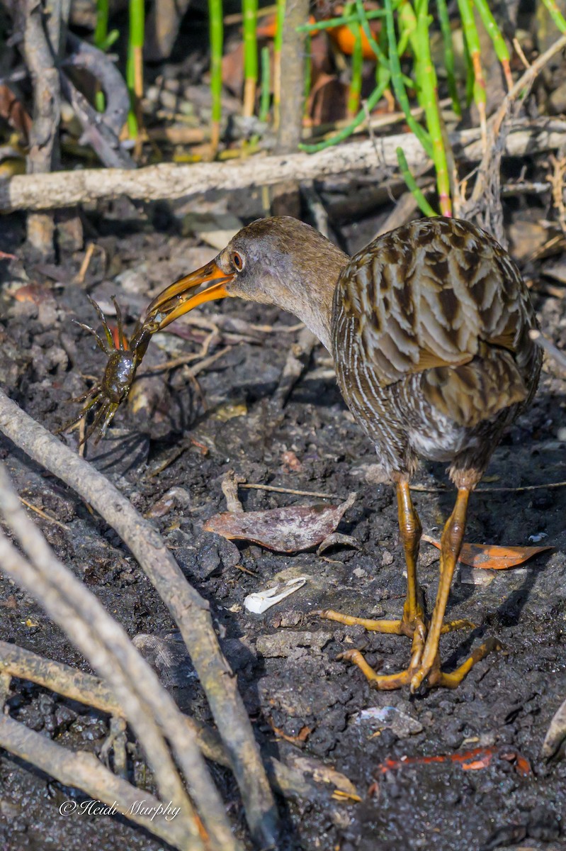 Clapper Rail - ML635209930
