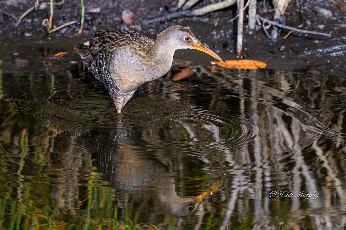 Clapper Rail - ML635209932