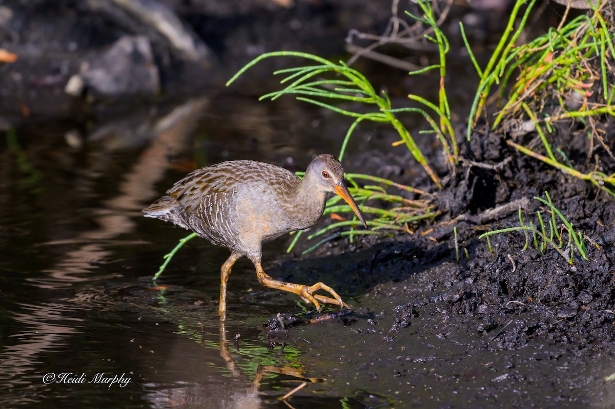 Clapper Rail - ML635209933