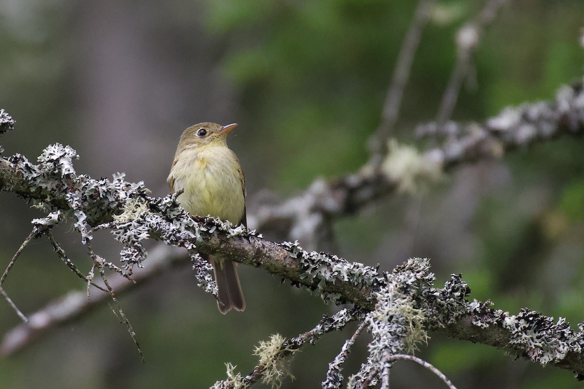 Yellow-bellied Flycatcher - ML635209967