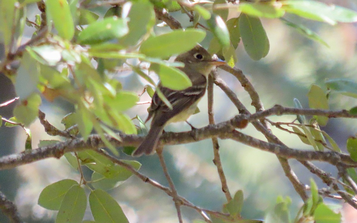 Western Flycatcher - ML635210089